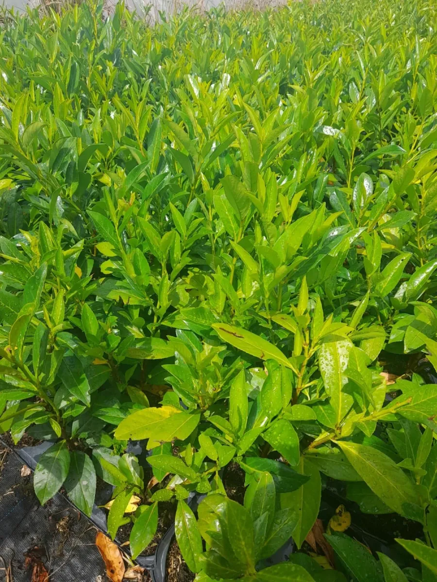 Laurel Hedging - Image 2