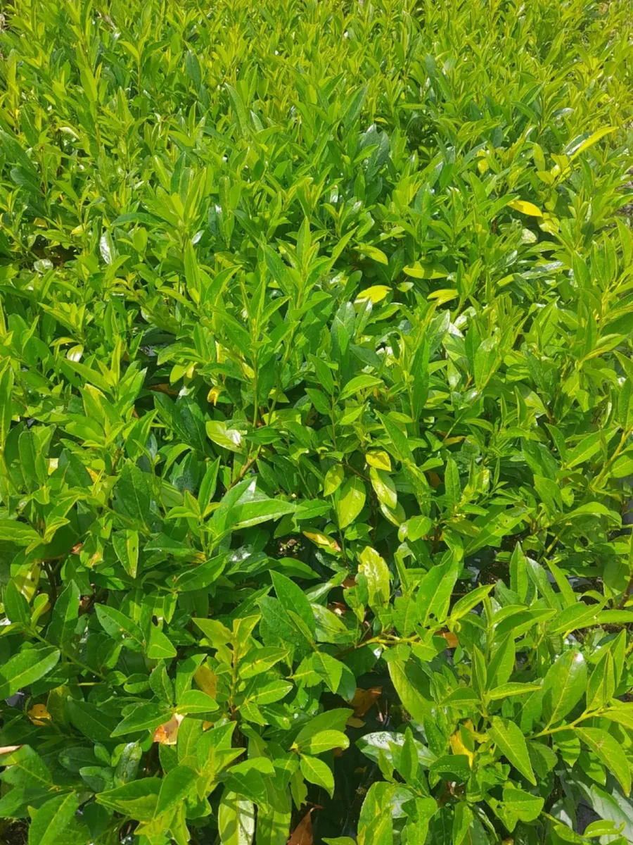 Laurel Hedging - Image 3