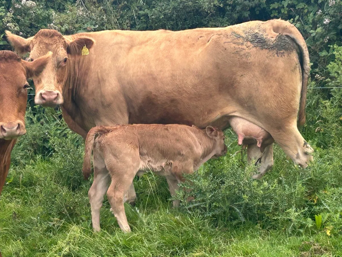 Super charlois cow and heifer calf - Image 1