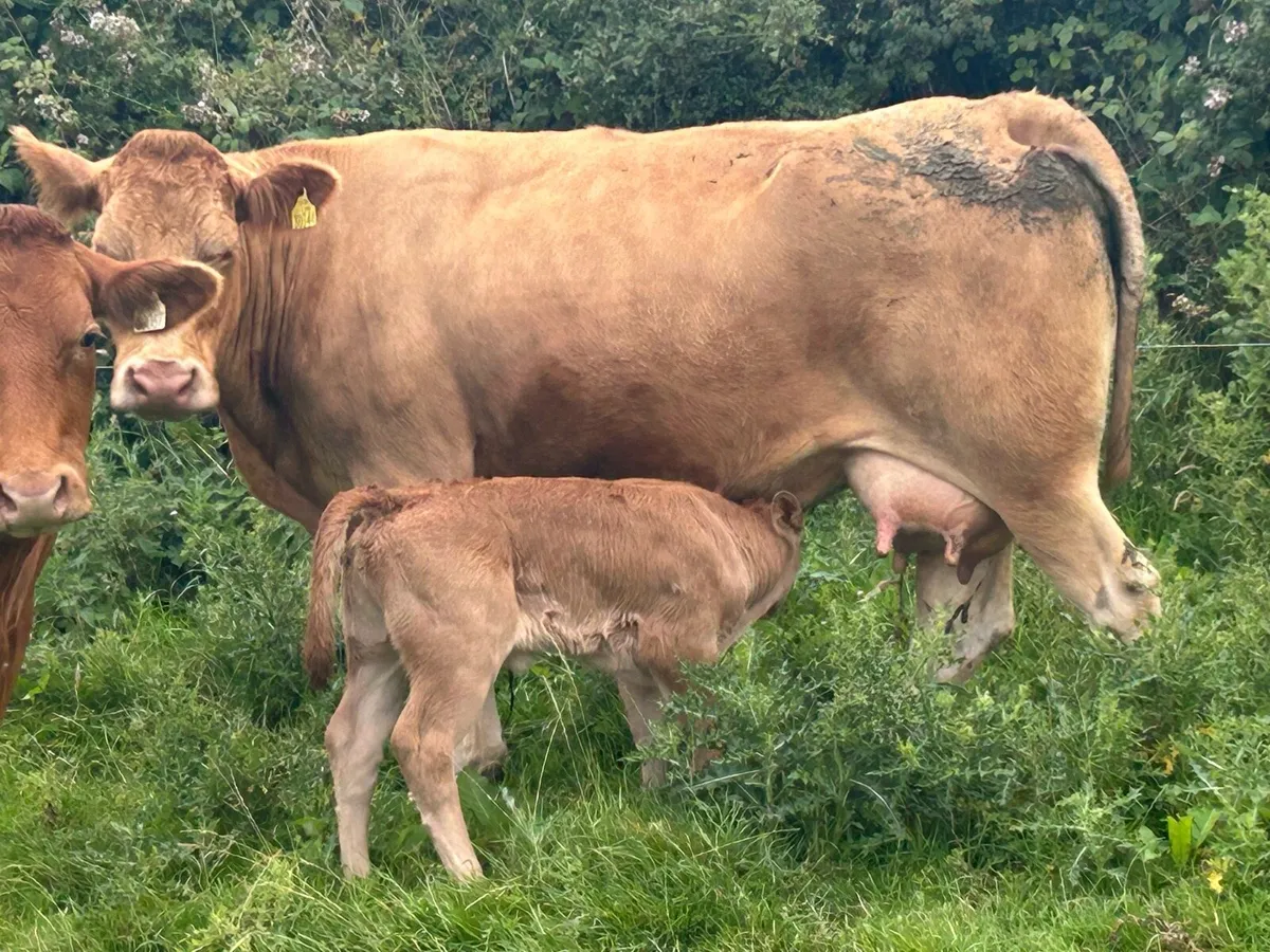 Super charlois cow and heifer calf - Image 2