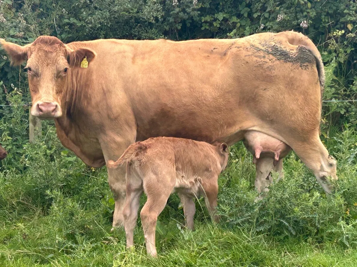 Super charlois cow and heifer calf - Image 3