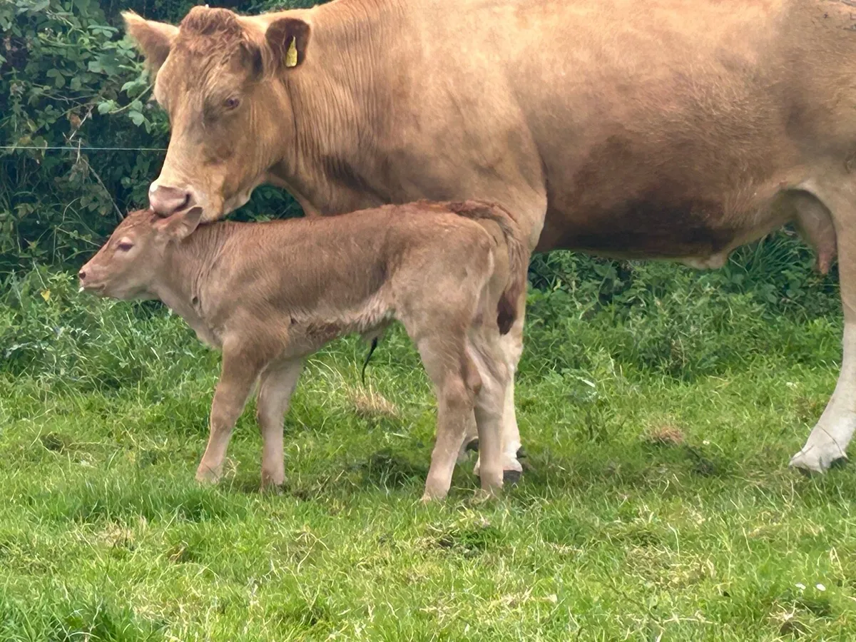 Super charlois cow and heifer calf - Image 4