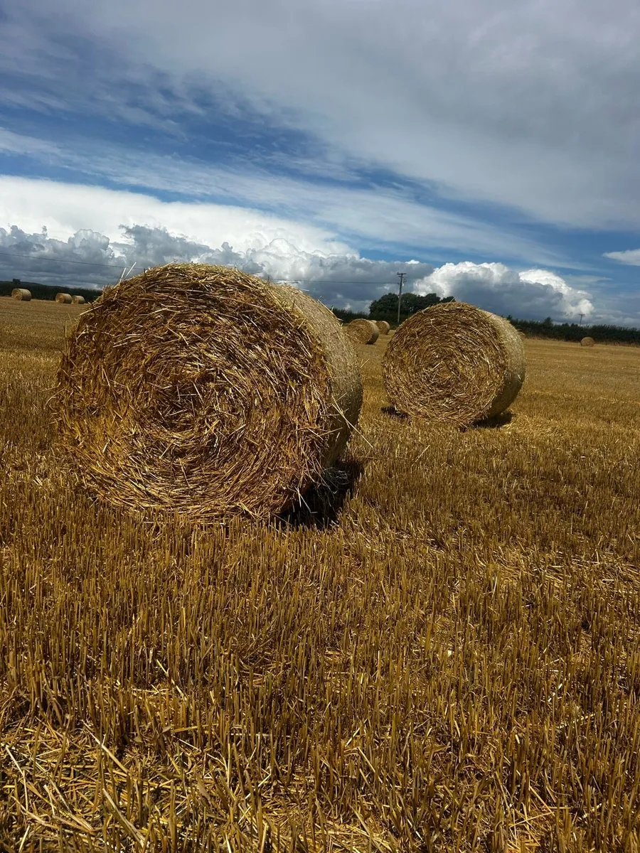 Straw - Image 1