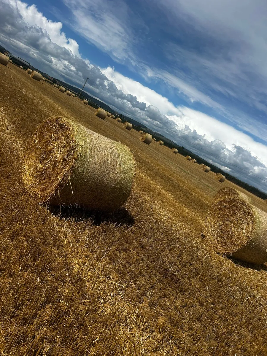Straw - Image 2