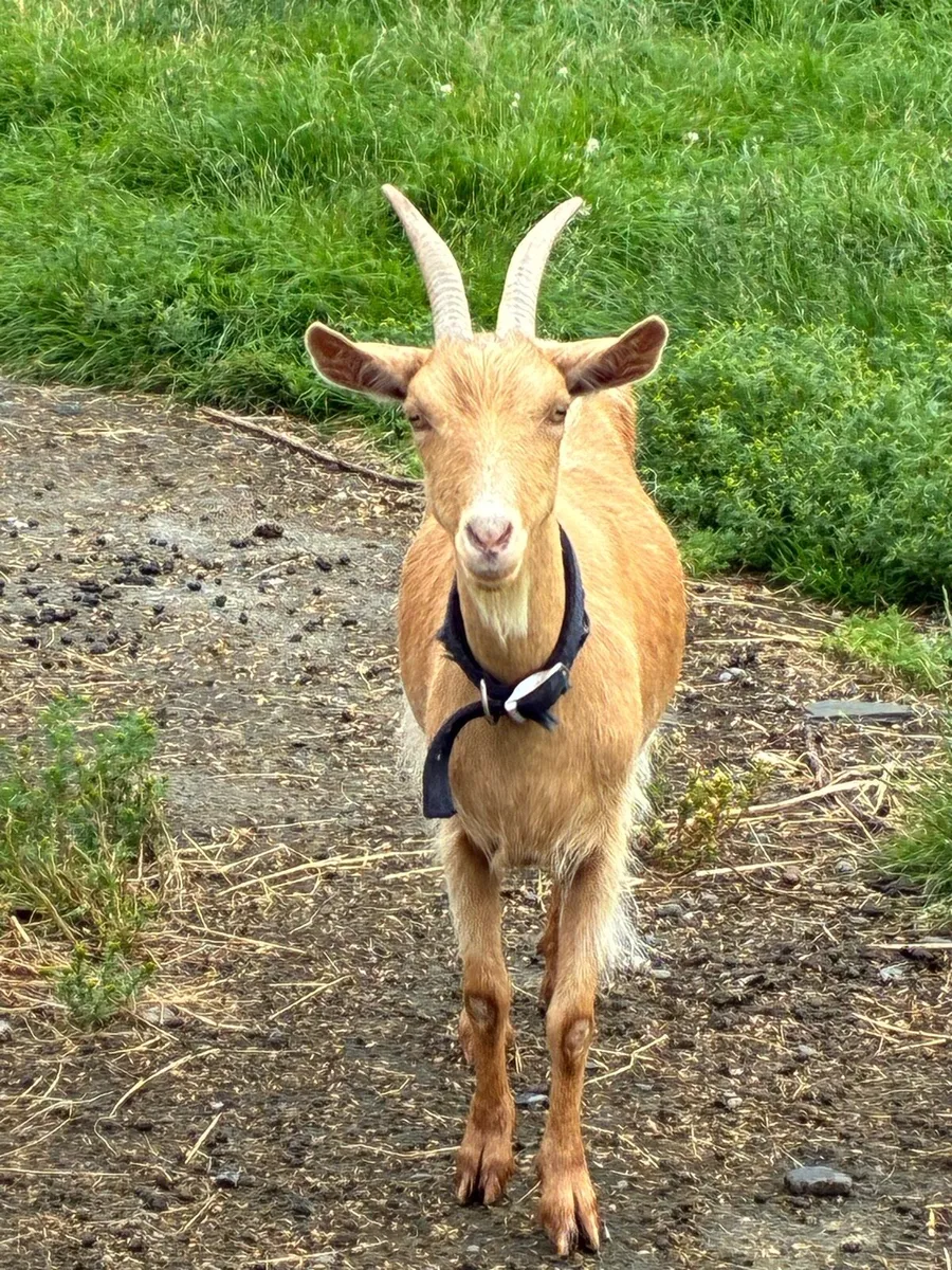 Goats (small milkers) - Image 1