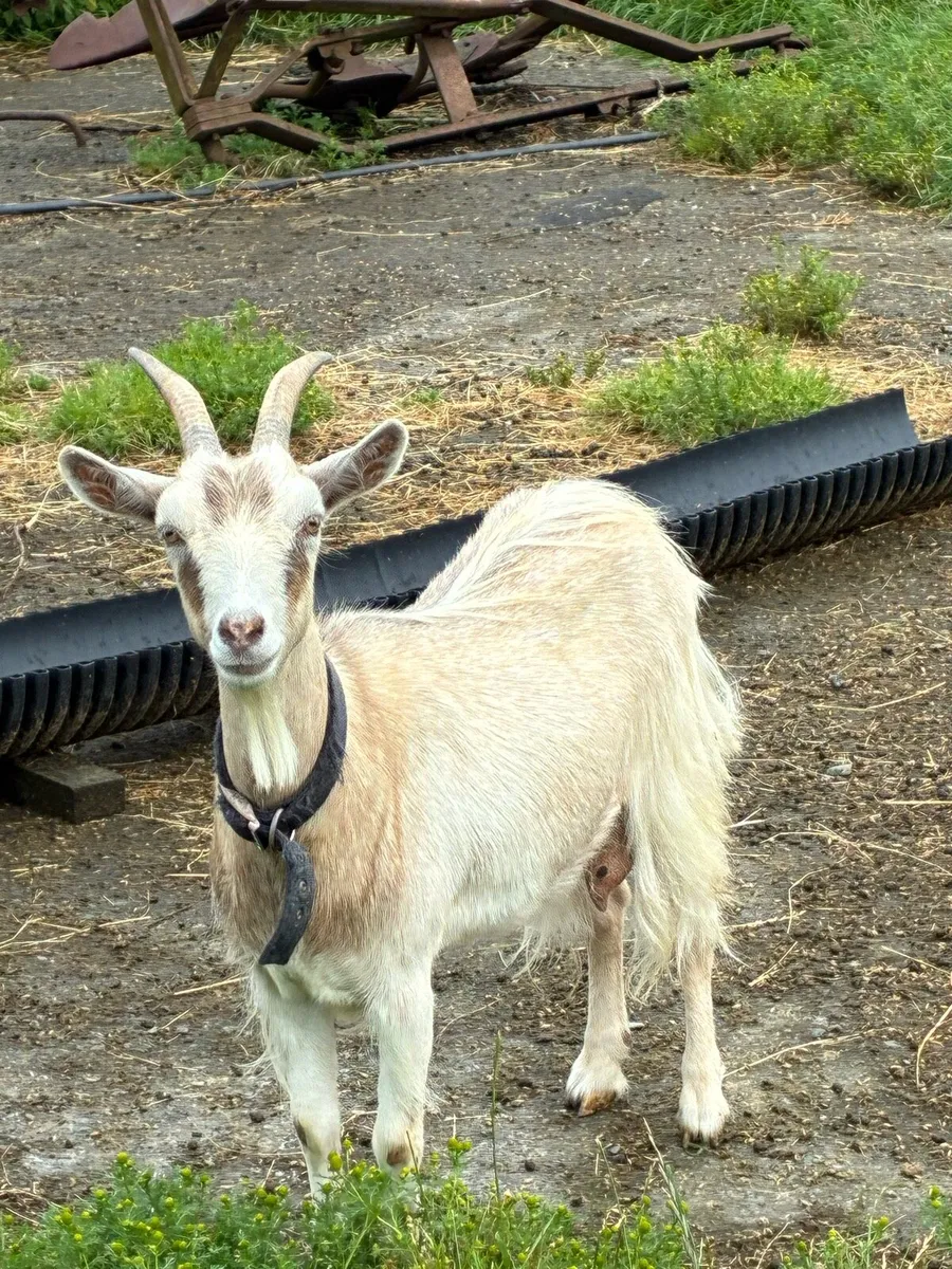 Goats (small milkers) - Image 2