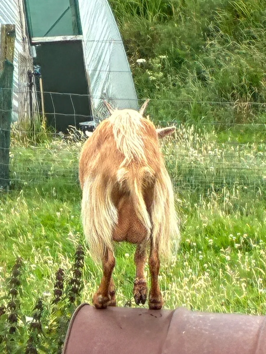 Goats (small milkers) - Image 3