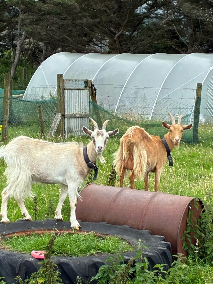 Goats (small milkers) - Image 4