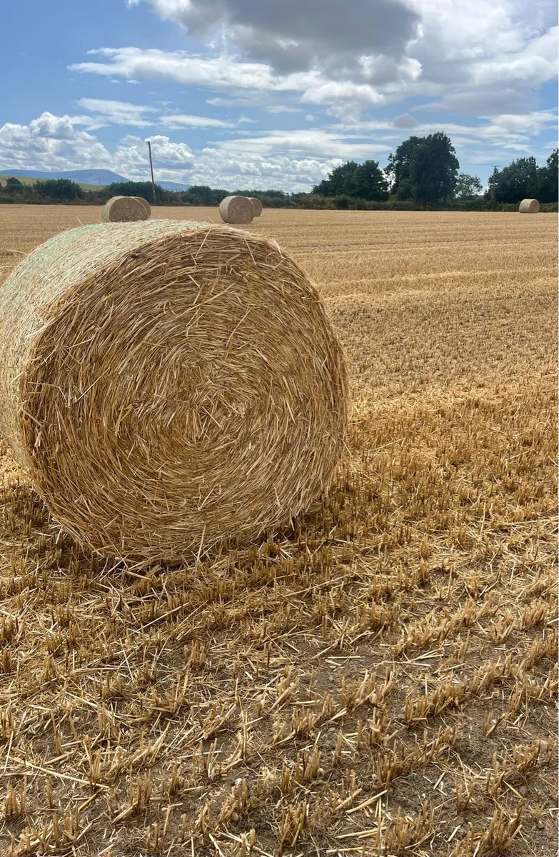 4x4 Barley Straw - Image 1