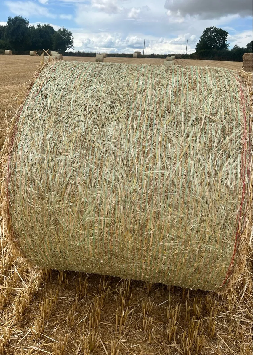 4x4 Barley Straw - Image 2