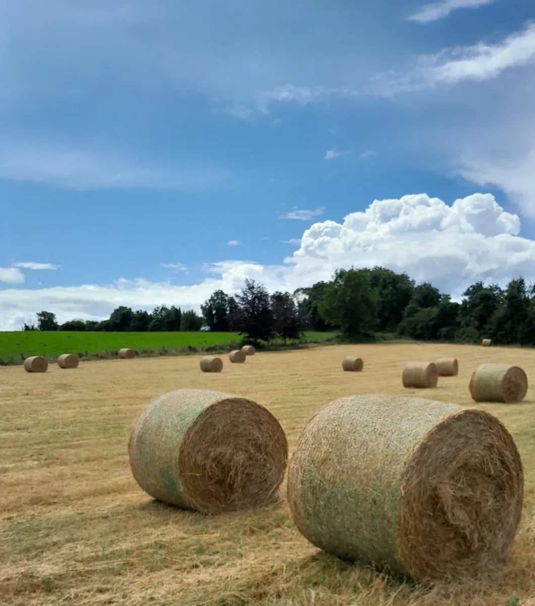 80 round bales of hay