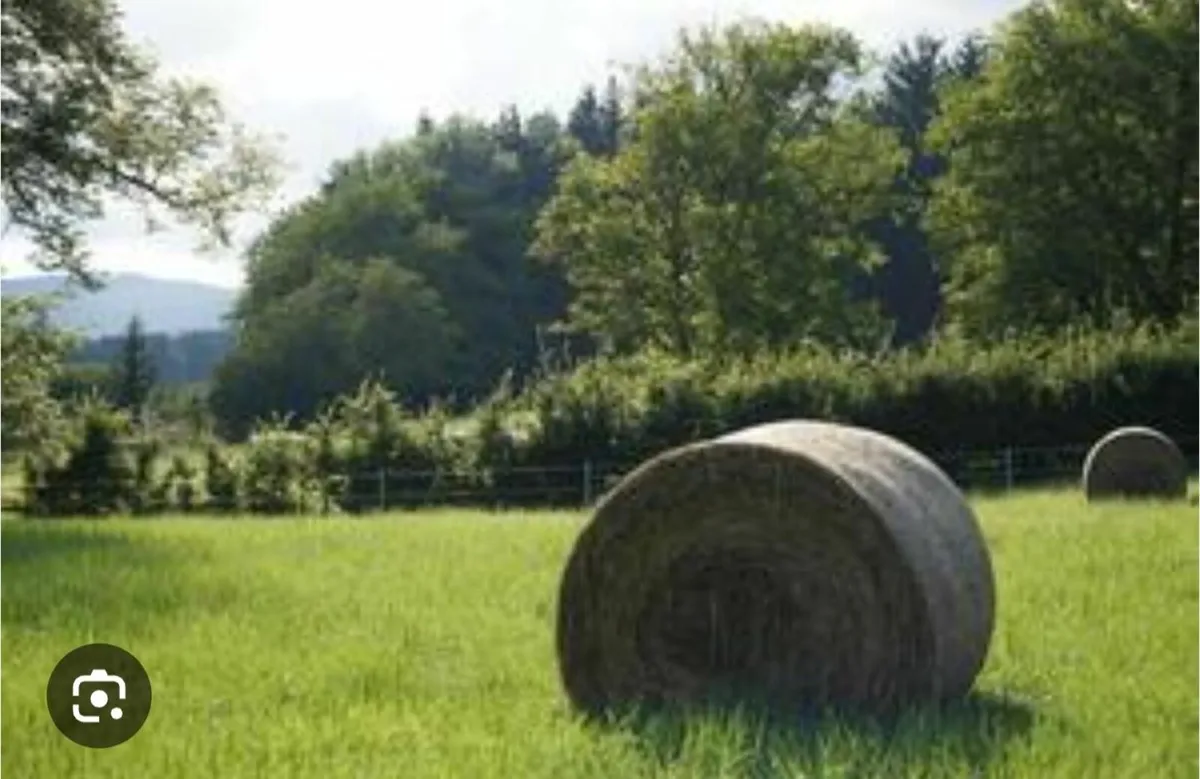 Grass meadow