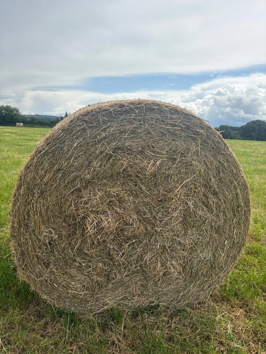Hay