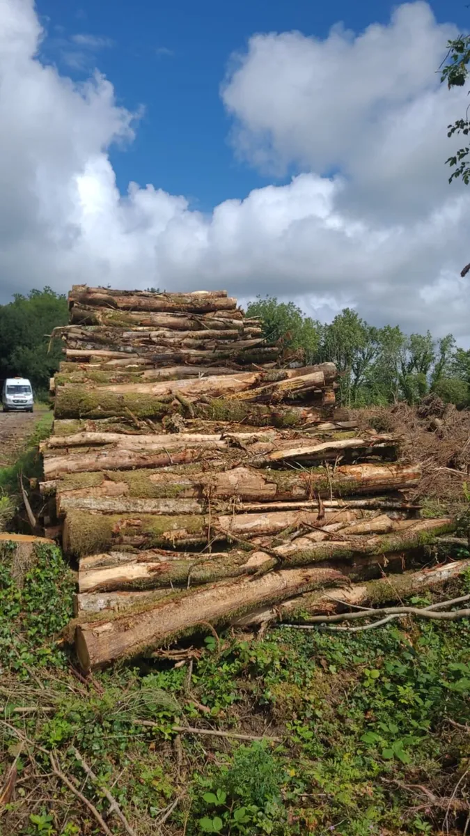 Forest Oak Thinning - Image 1