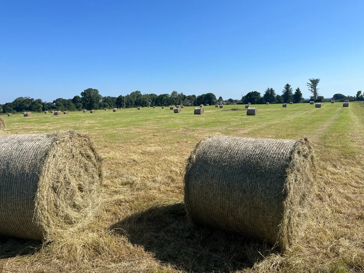 Top quality hay - Image 1
