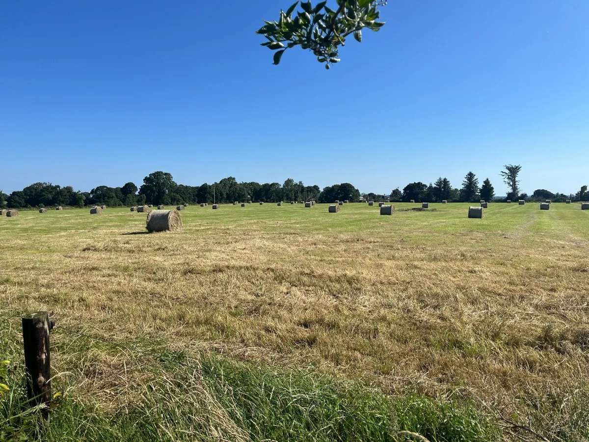 Top quality hay - Image 2