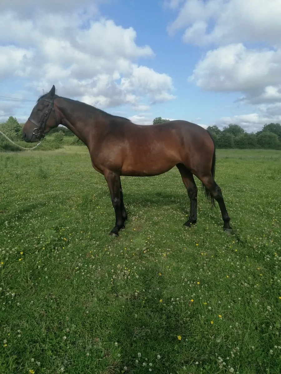 4 year old filly - Image 3