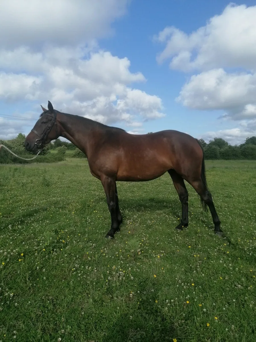 4 year old filly - Image 4