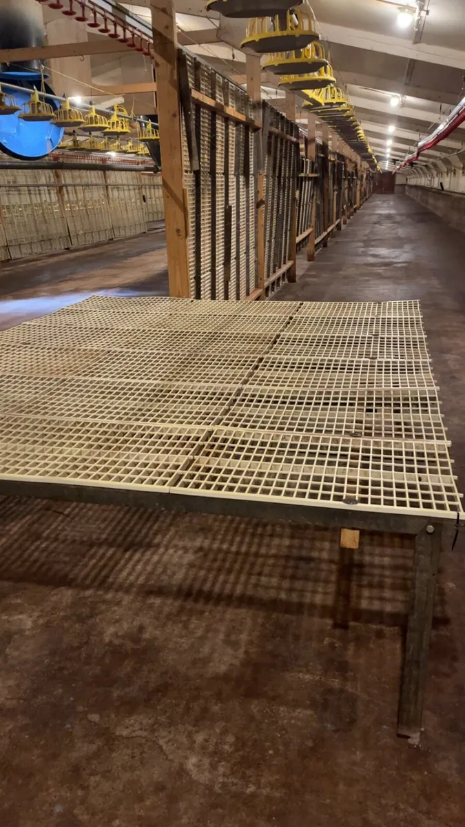 Rearing tables for rearing pullets to point of lay