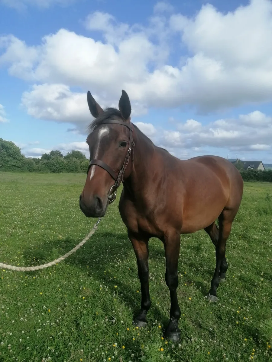 4 year old filly - Image 1