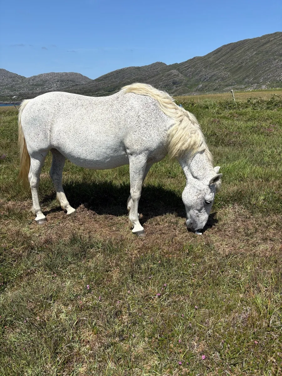 Connemara mares - Image 1