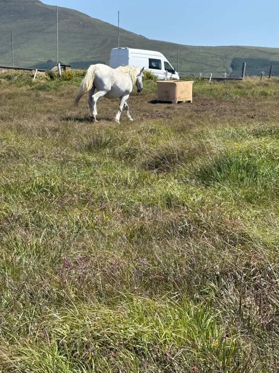 Connemara mares - Image 2