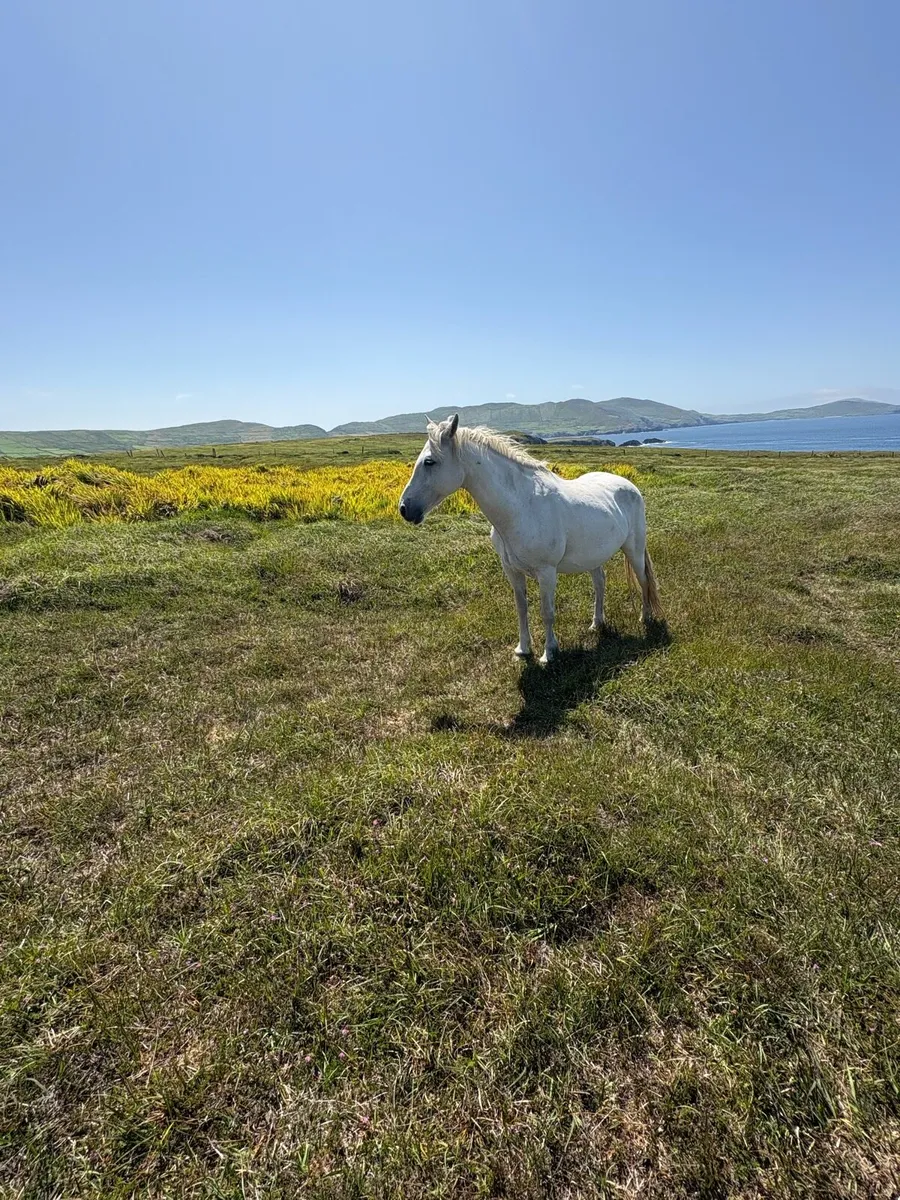 Connemara mares - Image 3