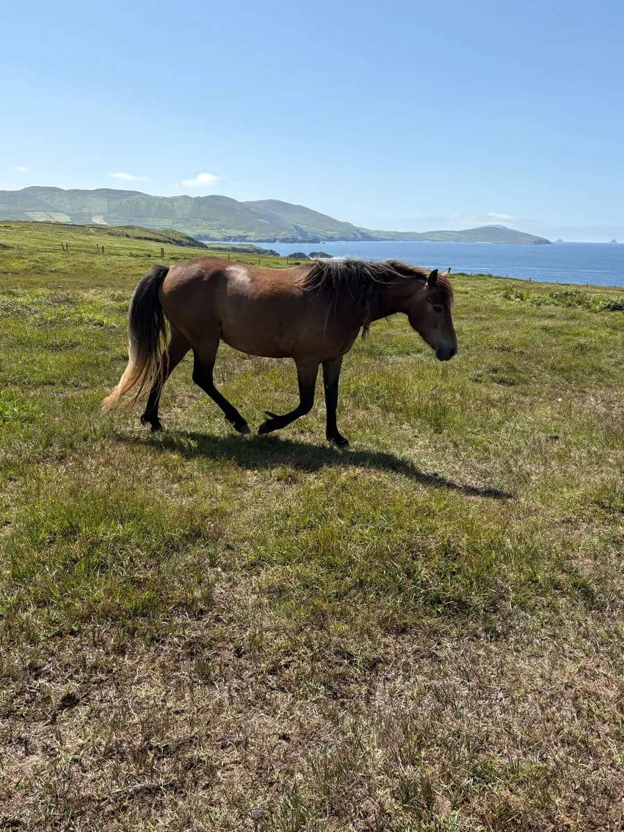 Connemara mares - Image 4
