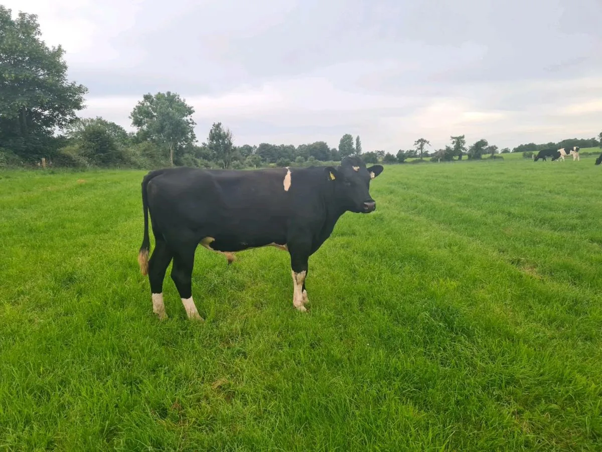 Friesian Bull - Image 1