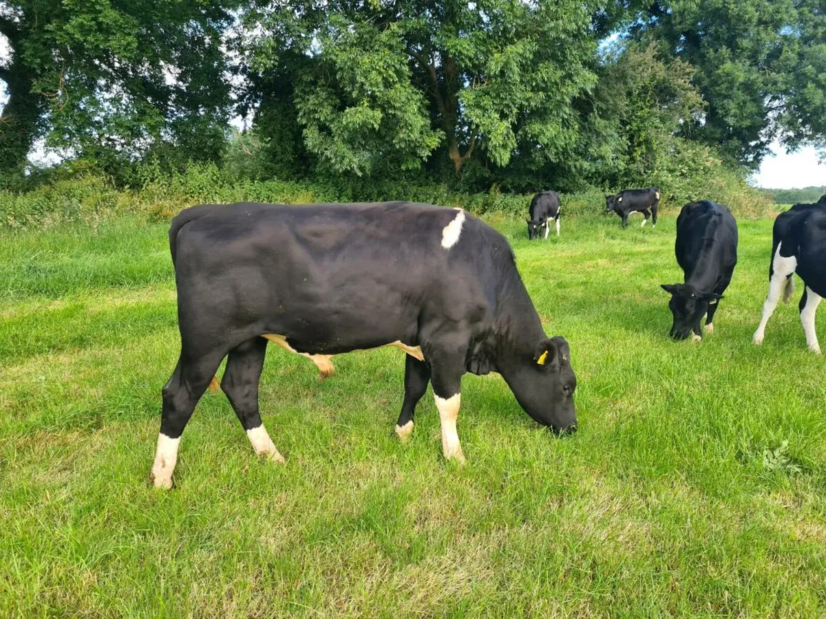 Friesian Bull - Image 2