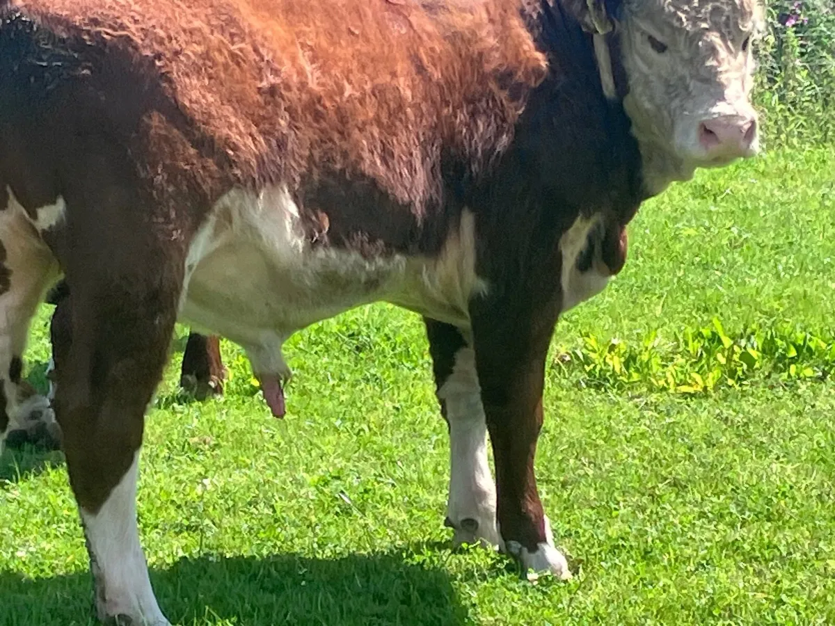 3 top quality P.B.R Hereford bulls for sale - Image 2