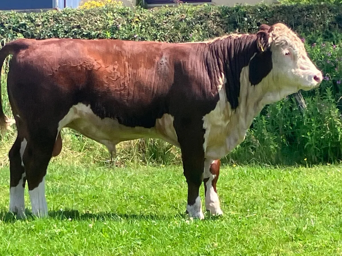 3 top quality P.B.R Hereford bulls for sale - Image 3