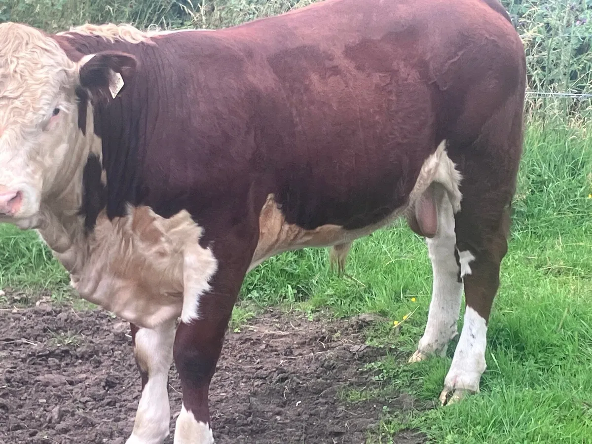 3 top quality P.B.R Hereford bulls for sale - Image 4