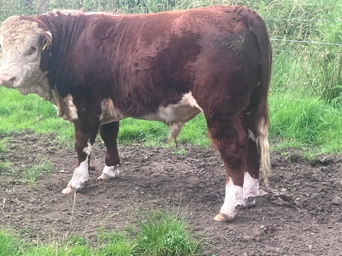 3 top quality P.B.R Hereford bulls for sale - Image 1