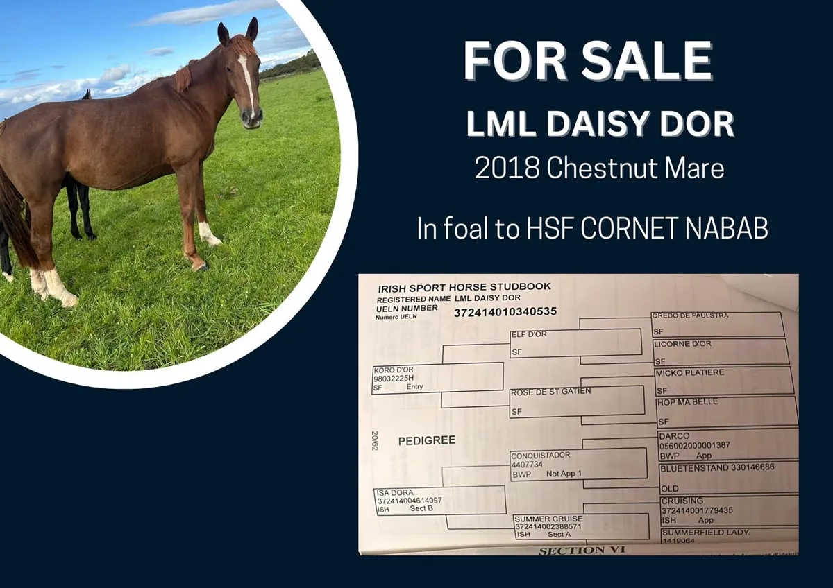 ***KORO D’OR X CONQUISTADOR X CRUISING - Image 2