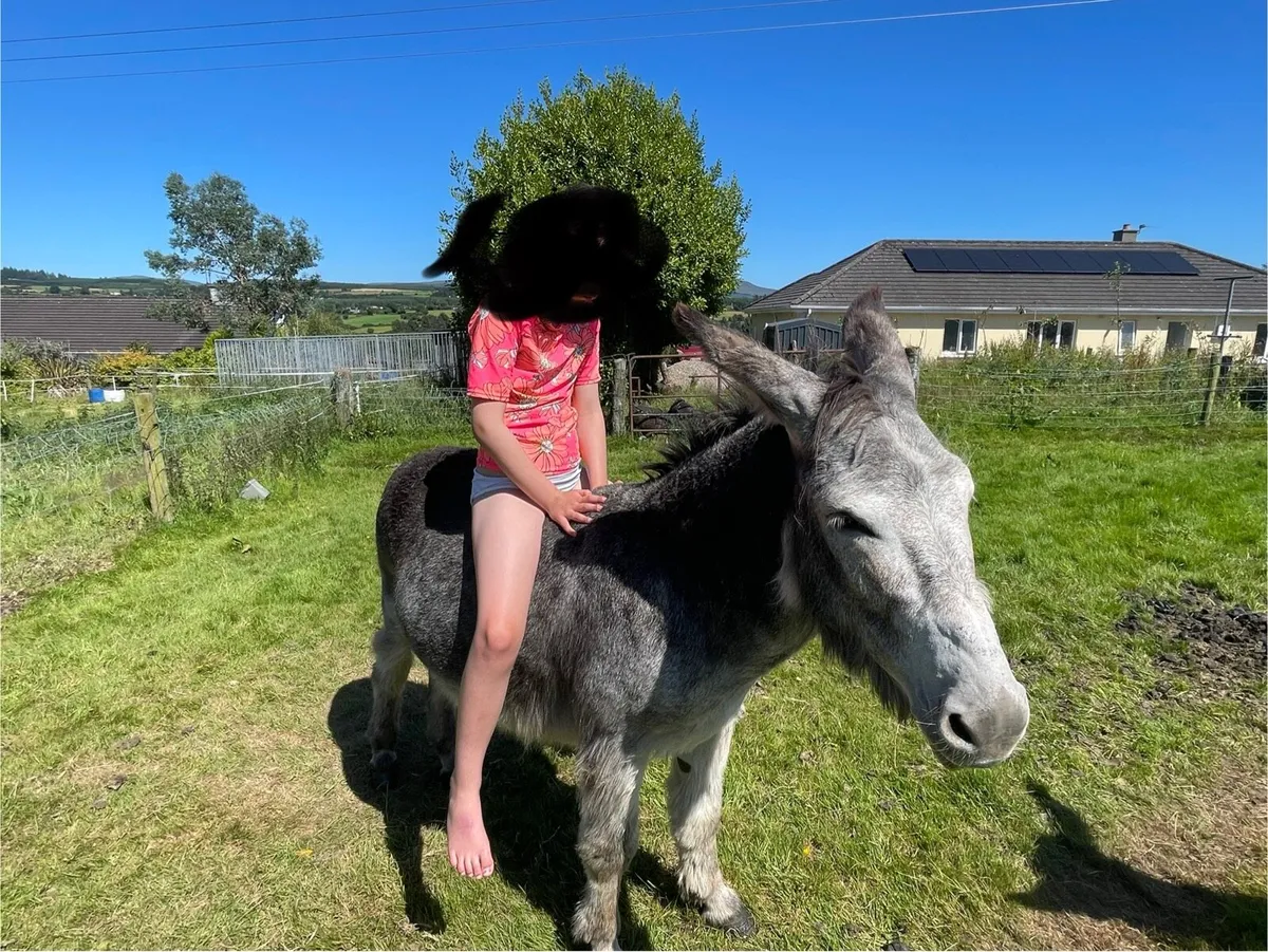 Jack Donkey ( for stud )