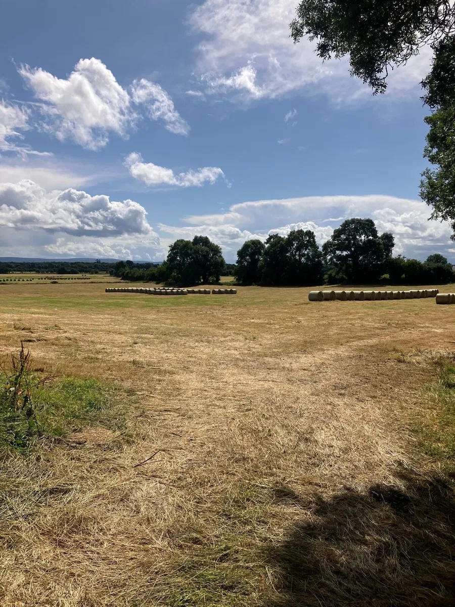 Hay for Sale - Image 1
