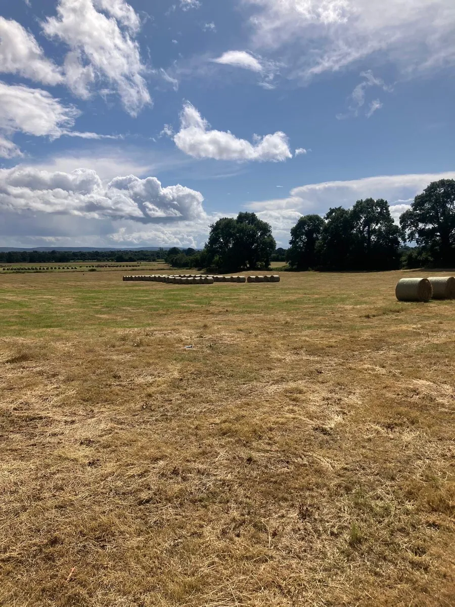 Hay for Sale - Image 2