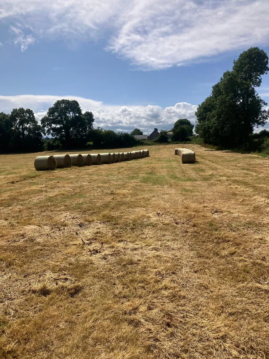 Hay for Sale - Image 4