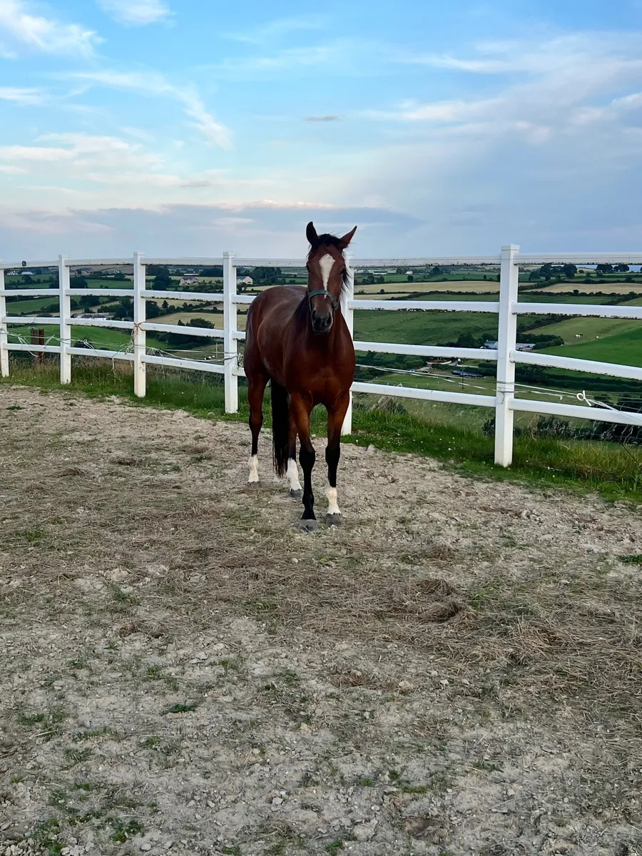 3 year old bay gelding - Image 1