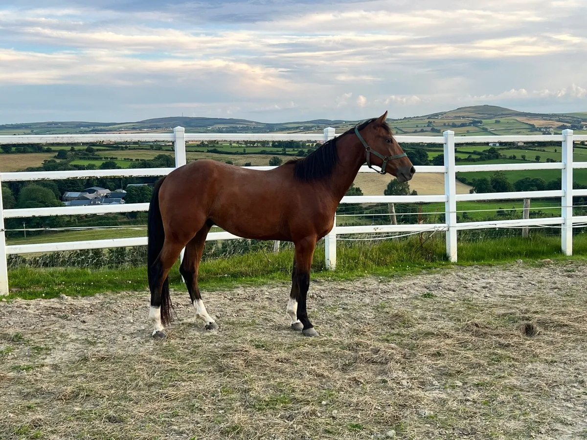 3 year old bay gelding - Image 3