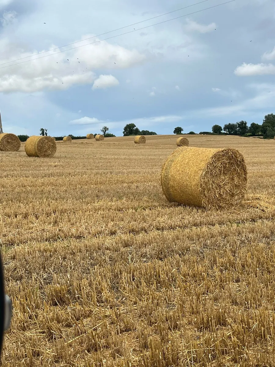 2025 Barley straw - Image 1
