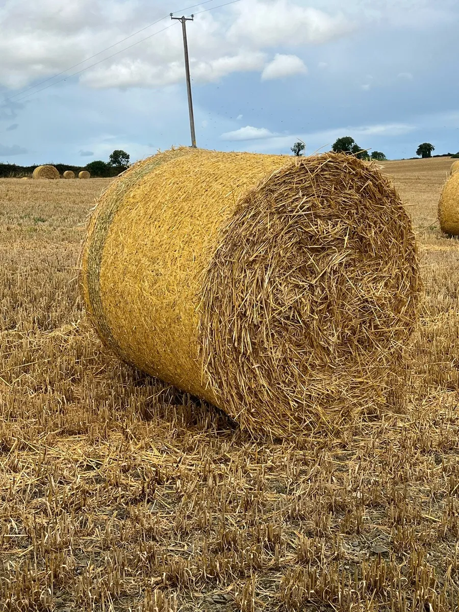 2025 Barley straw - Image 2