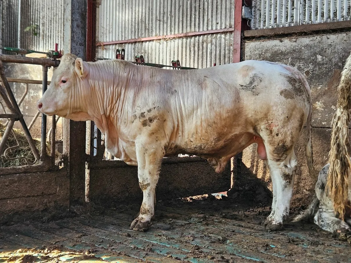 Charolais bulls - Image 4