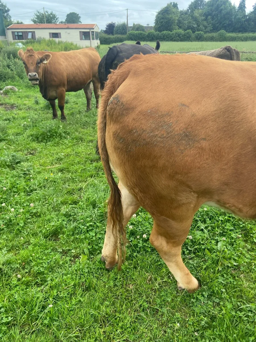 4 Organic heifers with 🌟🌟🌟🌟🌟1 AAX Bullock - Image 1