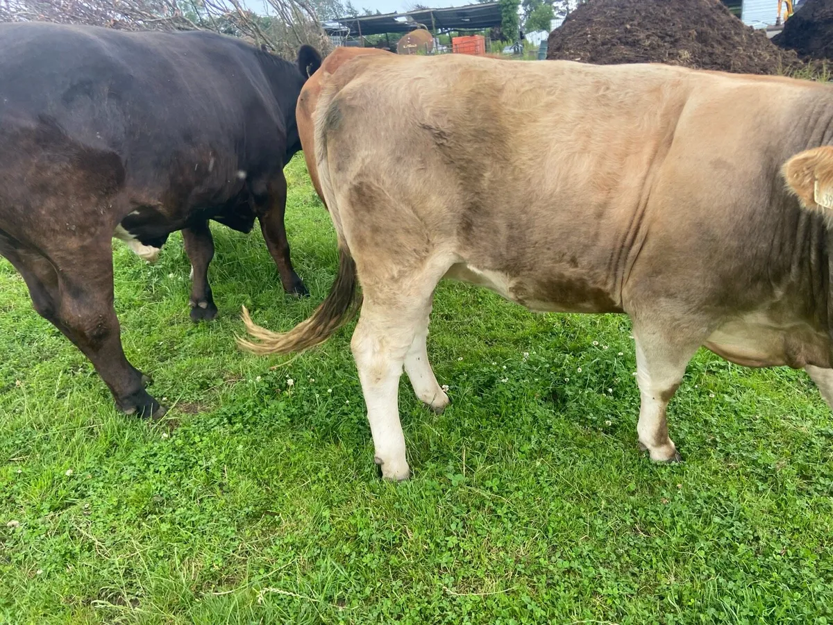 4 Organic heifers with 🌟🌟🌟🌟🌟1 AAX Bullock - Image 2