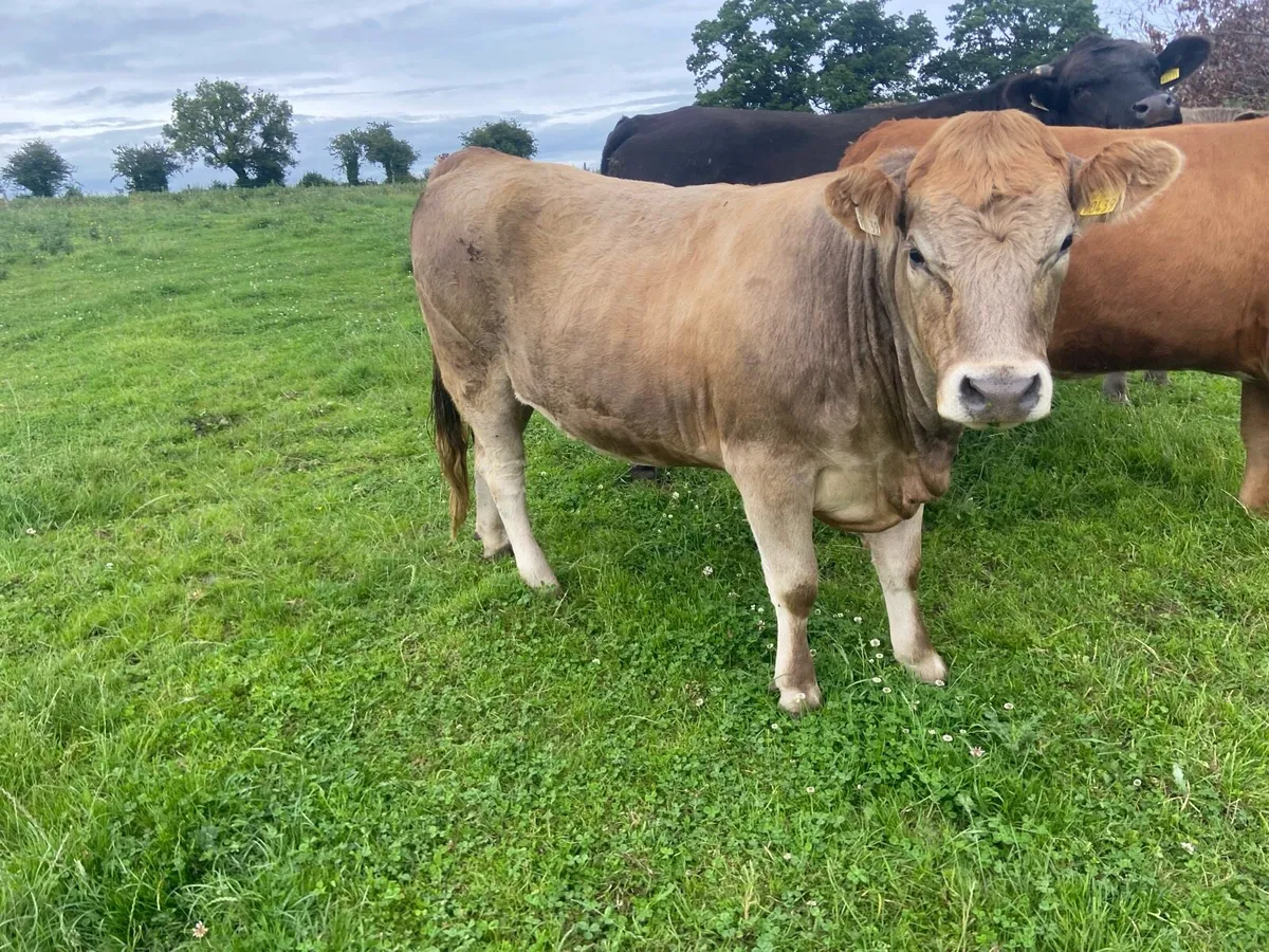 4 Organic heifers with 🌟🌟🌟🌟🌟1 AAX Bullock - Image 3