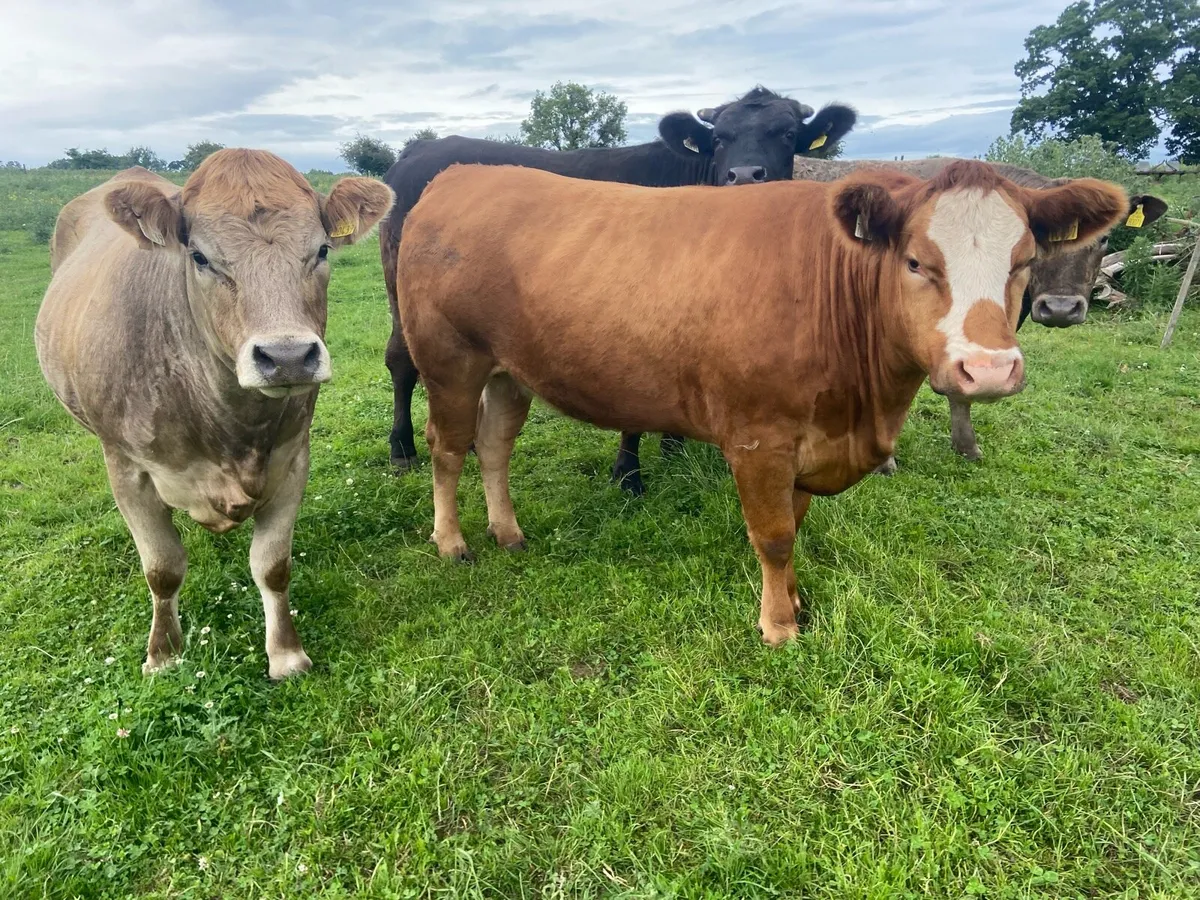 4 Organic heifers with 🌟🌟🌟🌟🌟1 AAX Bullock - Image 4