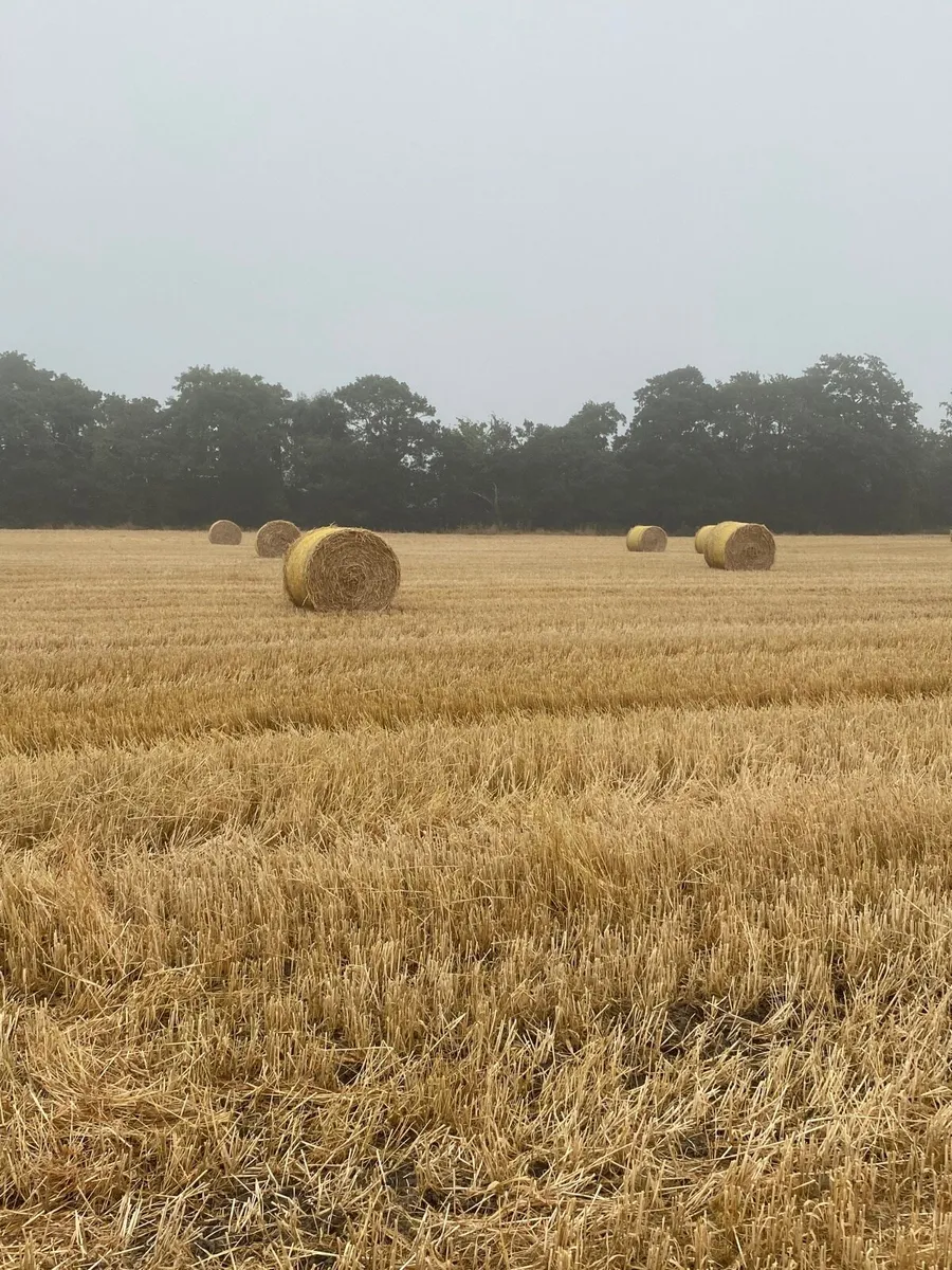 Barley straw