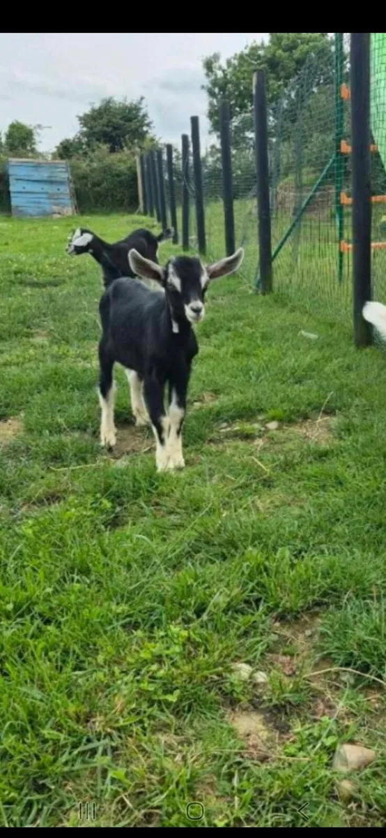 Buck goats - Image 2